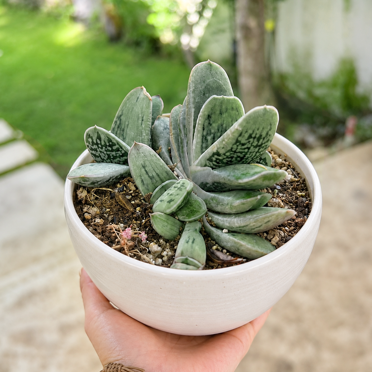 Gasteria armstrongii hybrid