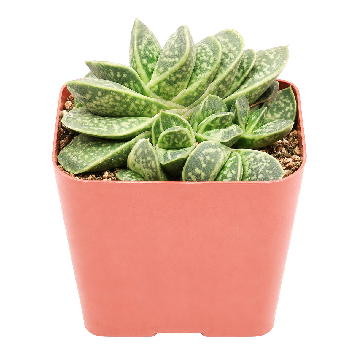 Gasteria brachyphylla var. bayeri