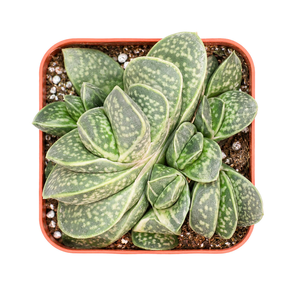 Gasteria brachyphylla var. bayeri