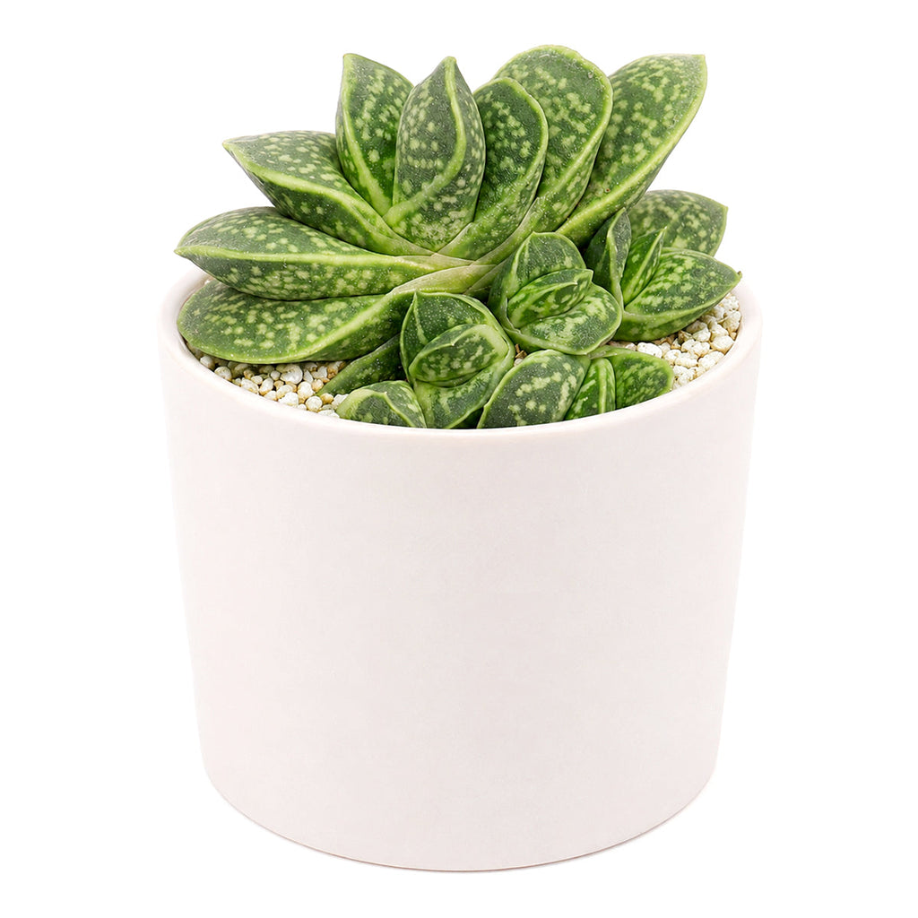 Gasteria brachyphylla var. bayeri