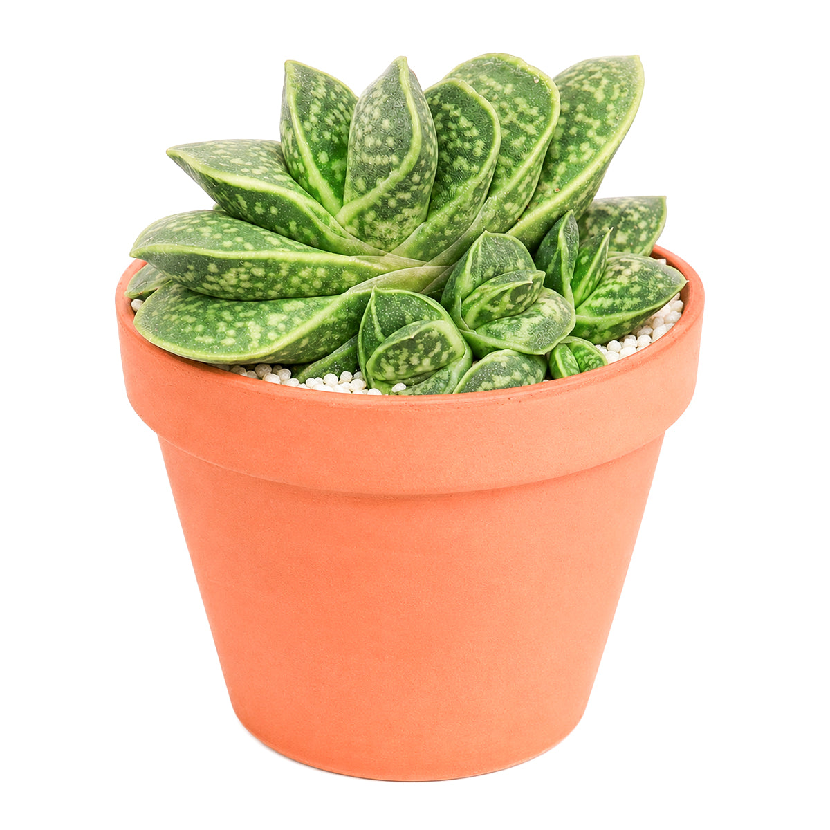 Gasteria brachyphylla var. bayeri