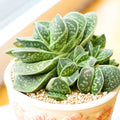 Gasteria brachyphylla var. bayeri