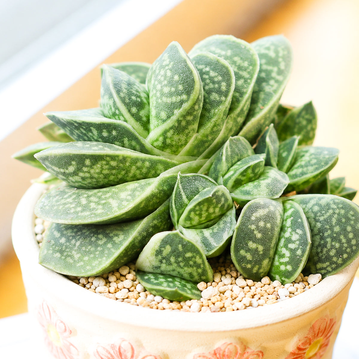 Gasteria brachyphylla var. bayeri