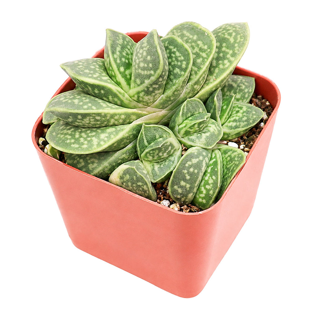 Gasteria brachyphylla var. bayeri