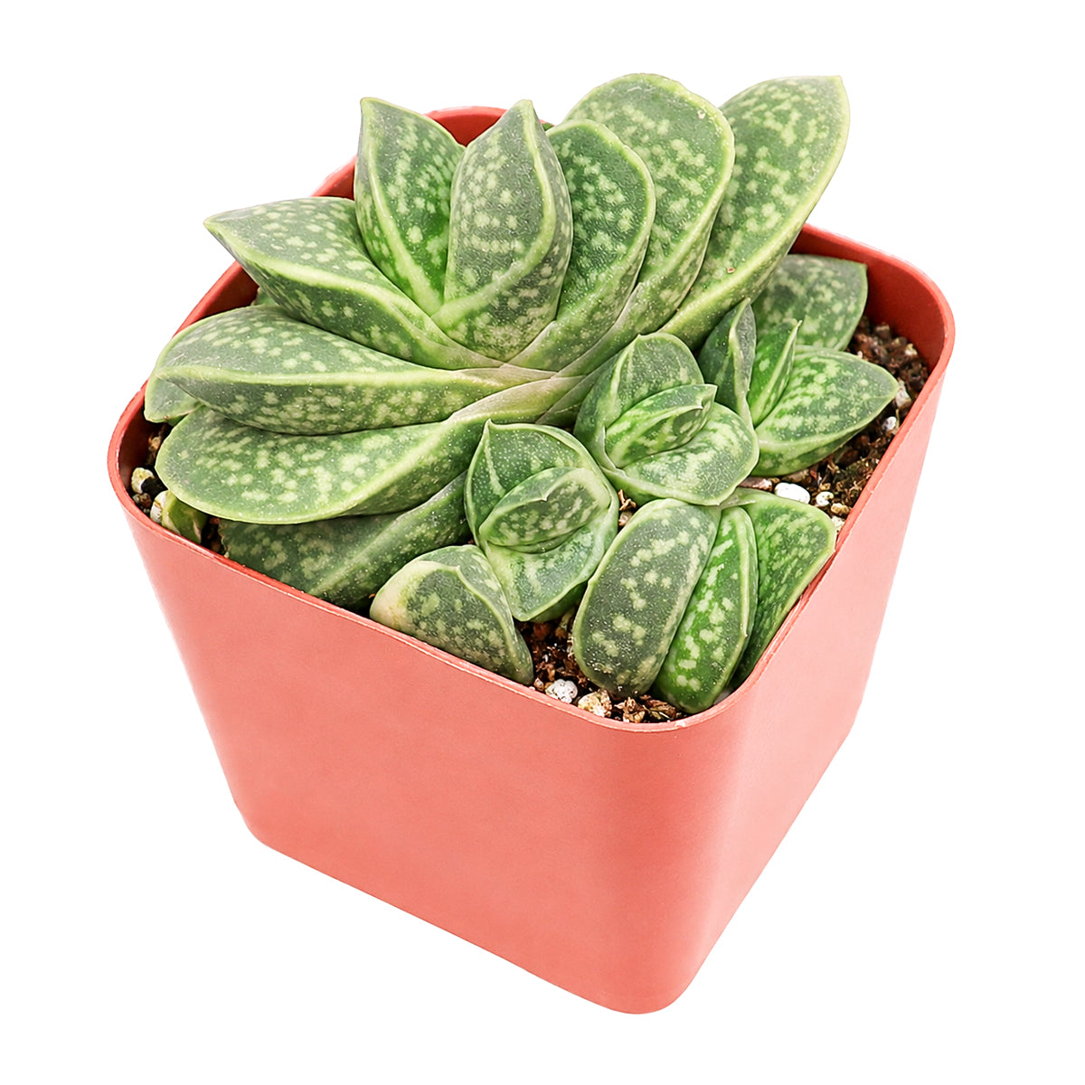 Gasteria brachyphylla var. bayeri