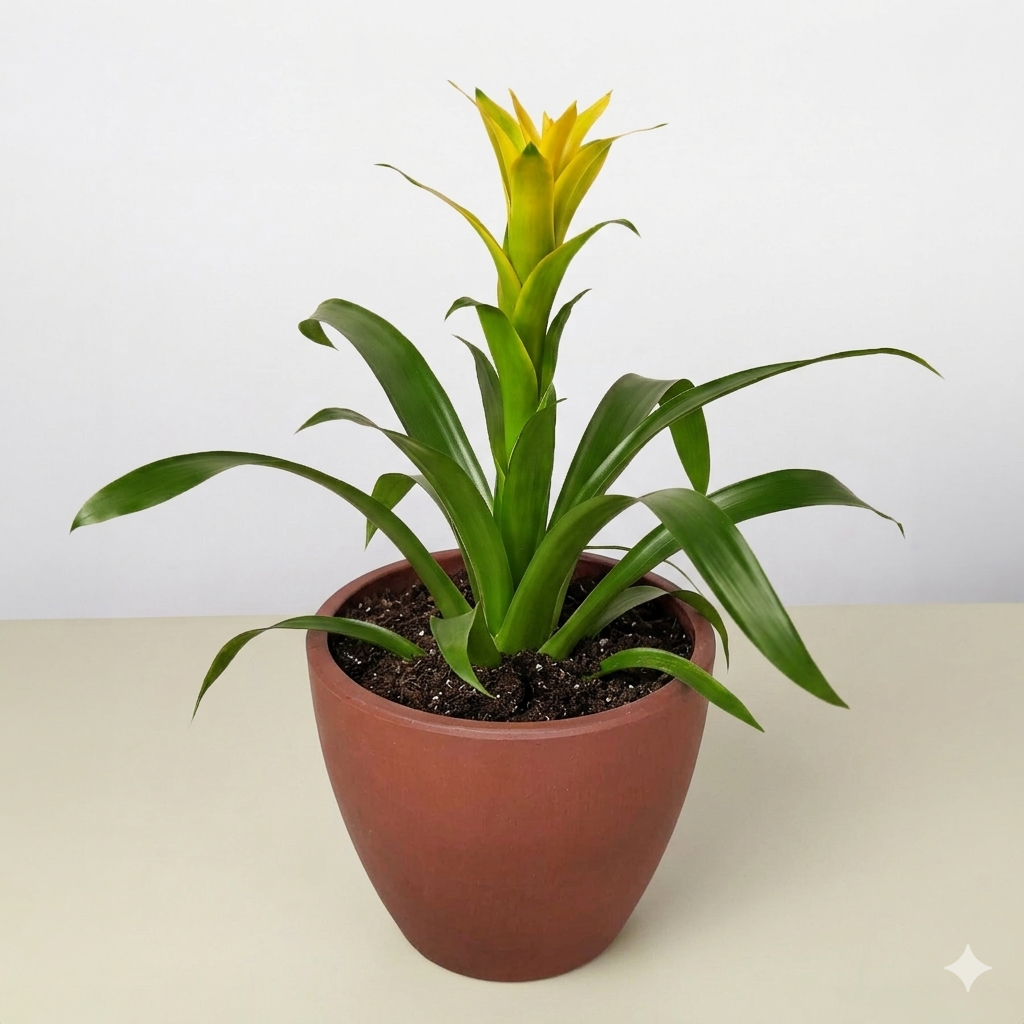 Guzmania Bromeliad 'Yellow'