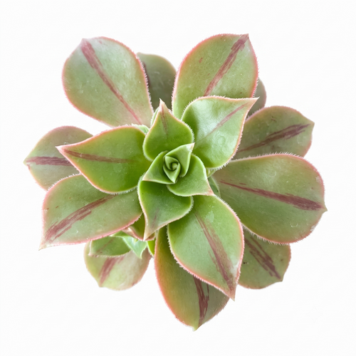 Aeonium 'Wheels of Stripification'