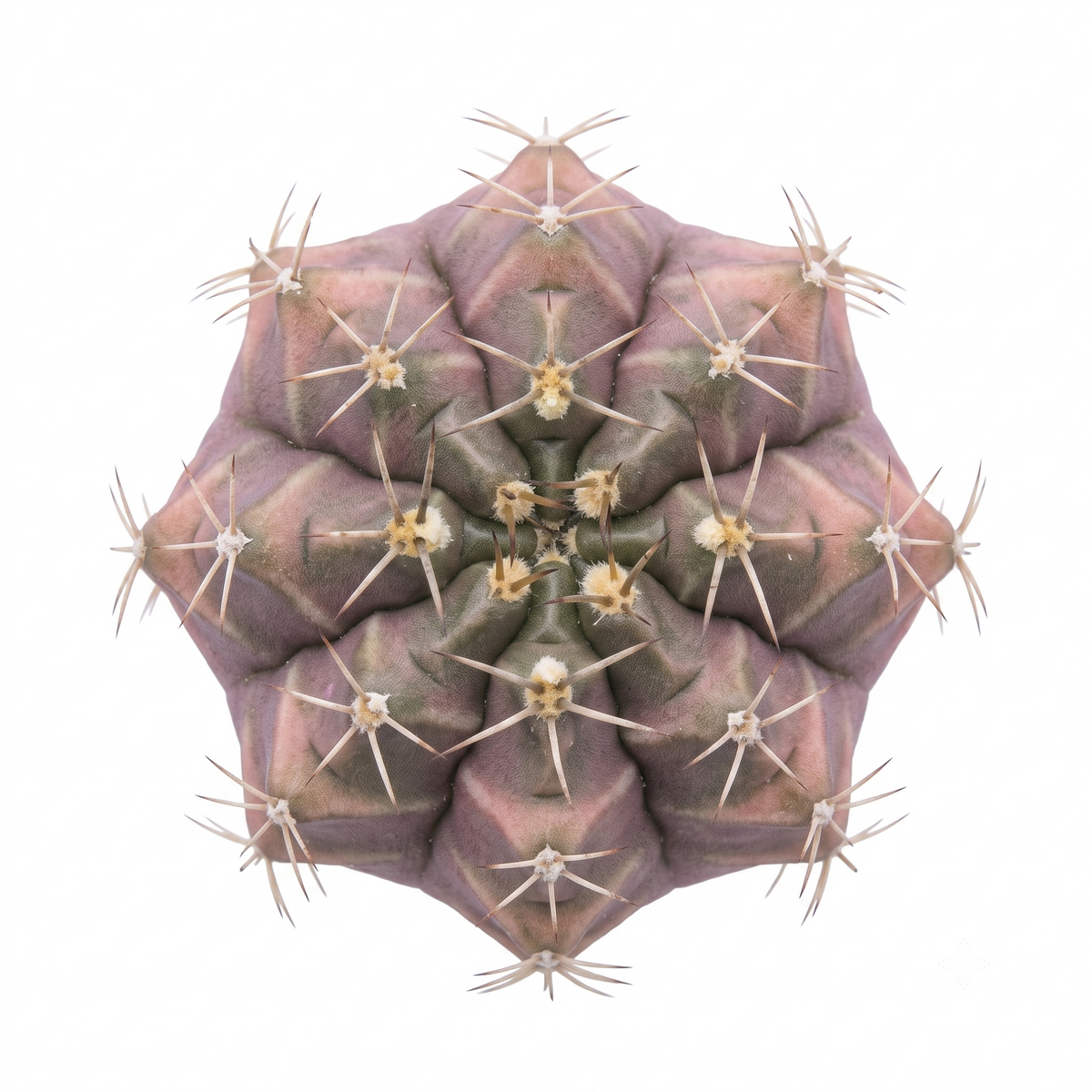 Gymnocalycium mihanovichii f. variegata 'Black Widow'