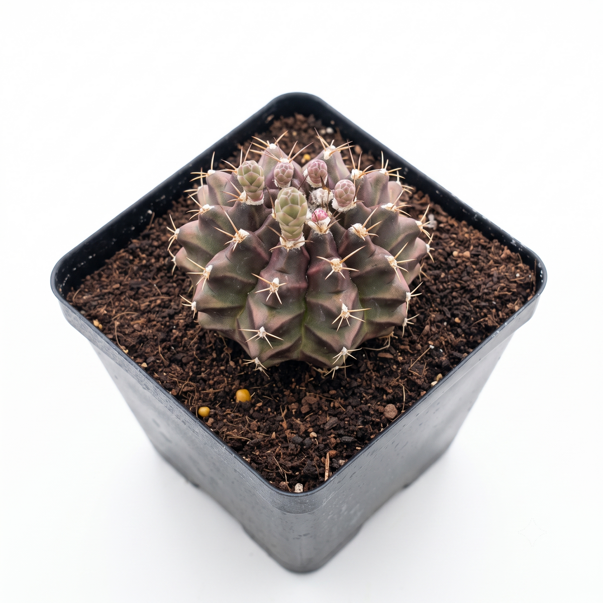 Gymnocalycium mihanovichii f. variegata 'Green'