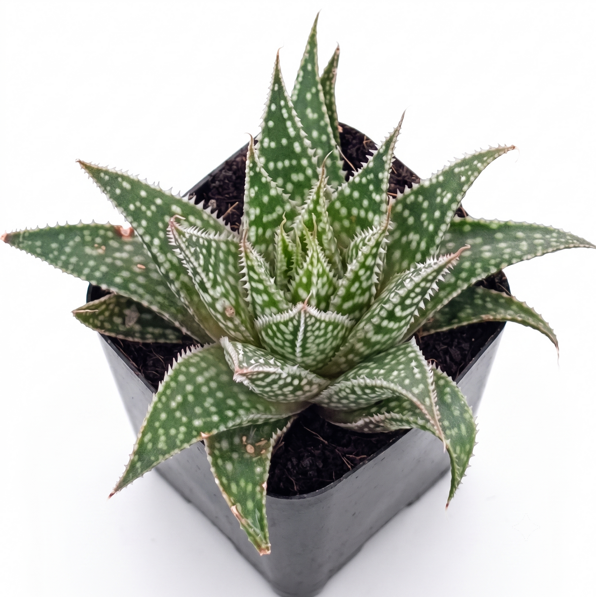 Aloe 'Moonrise'