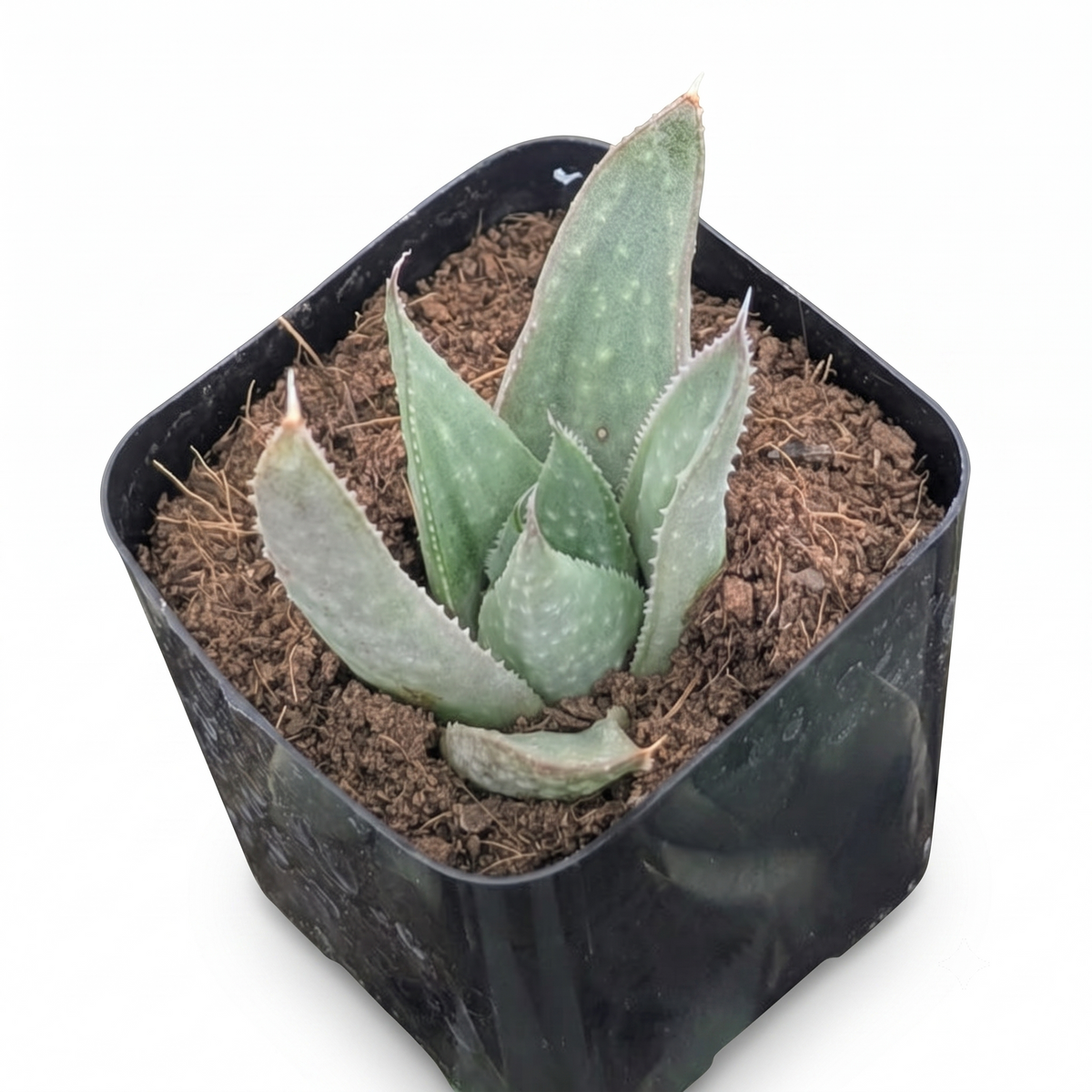 Haworthia 'Savanna'