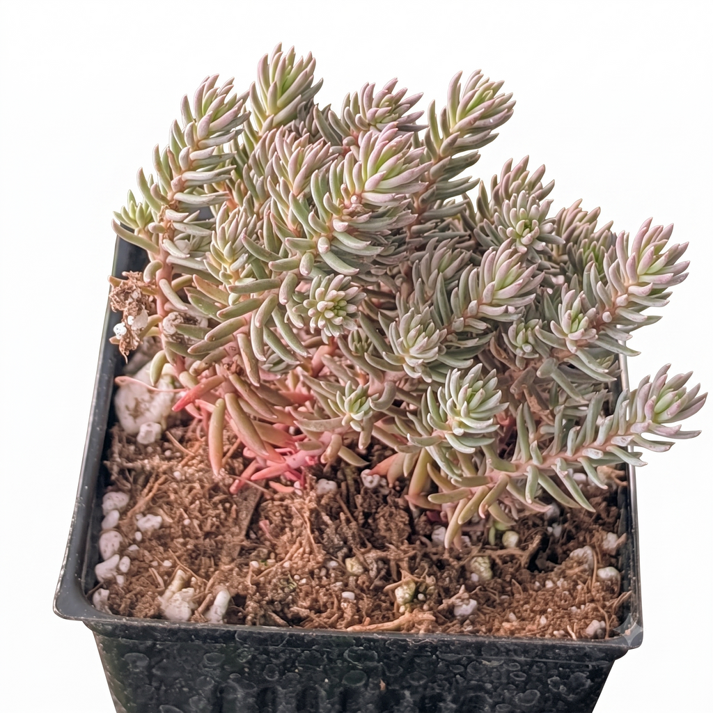 Tight & Tidy - Sedum 'Pink Angelina'