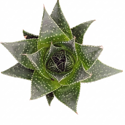 Aloe 'Akila'