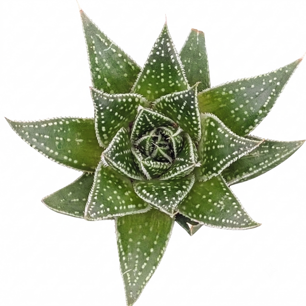 Aloe 'Rising Moon'