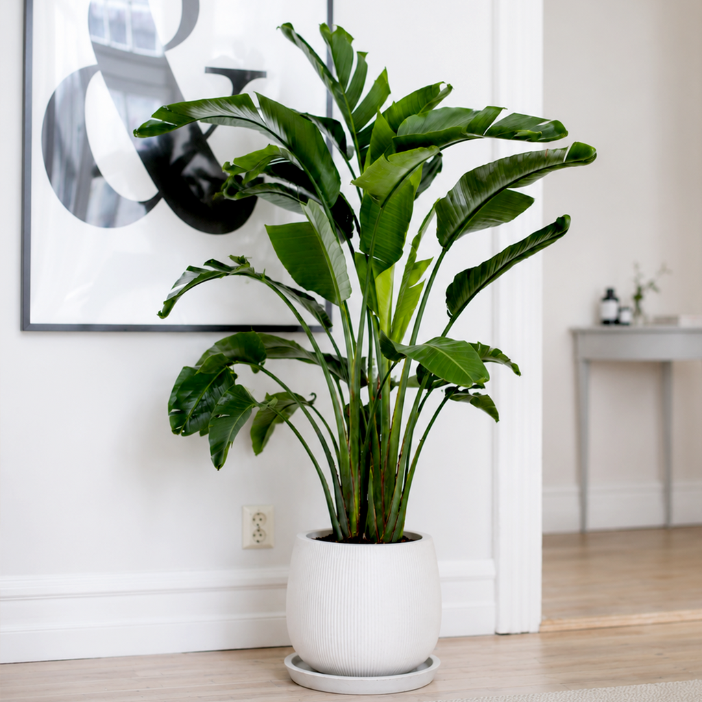 Giant Bird of Paradise