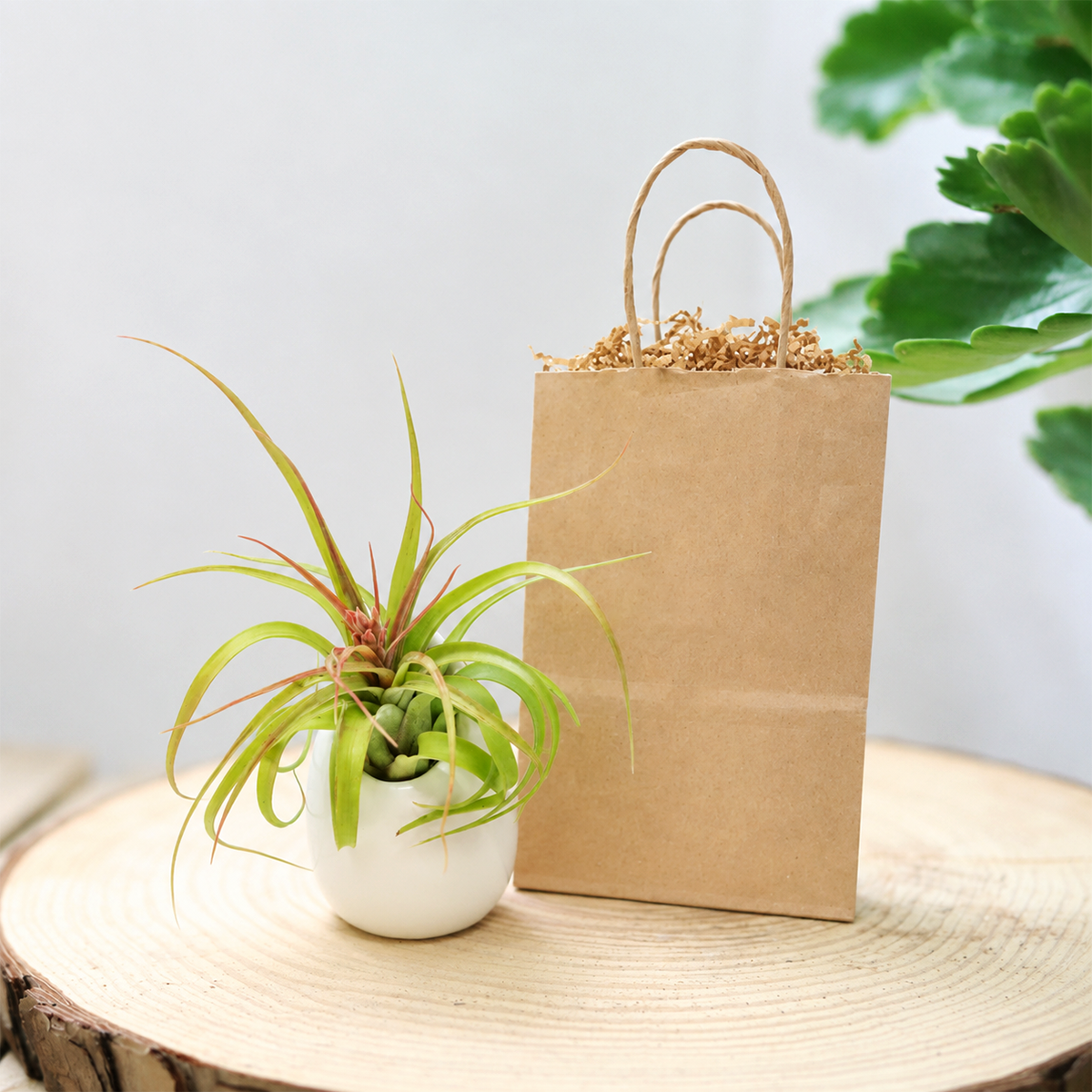 Gift Wrapped Custom Tillandsia Air Plant with Large Ivory Ceramic Vase