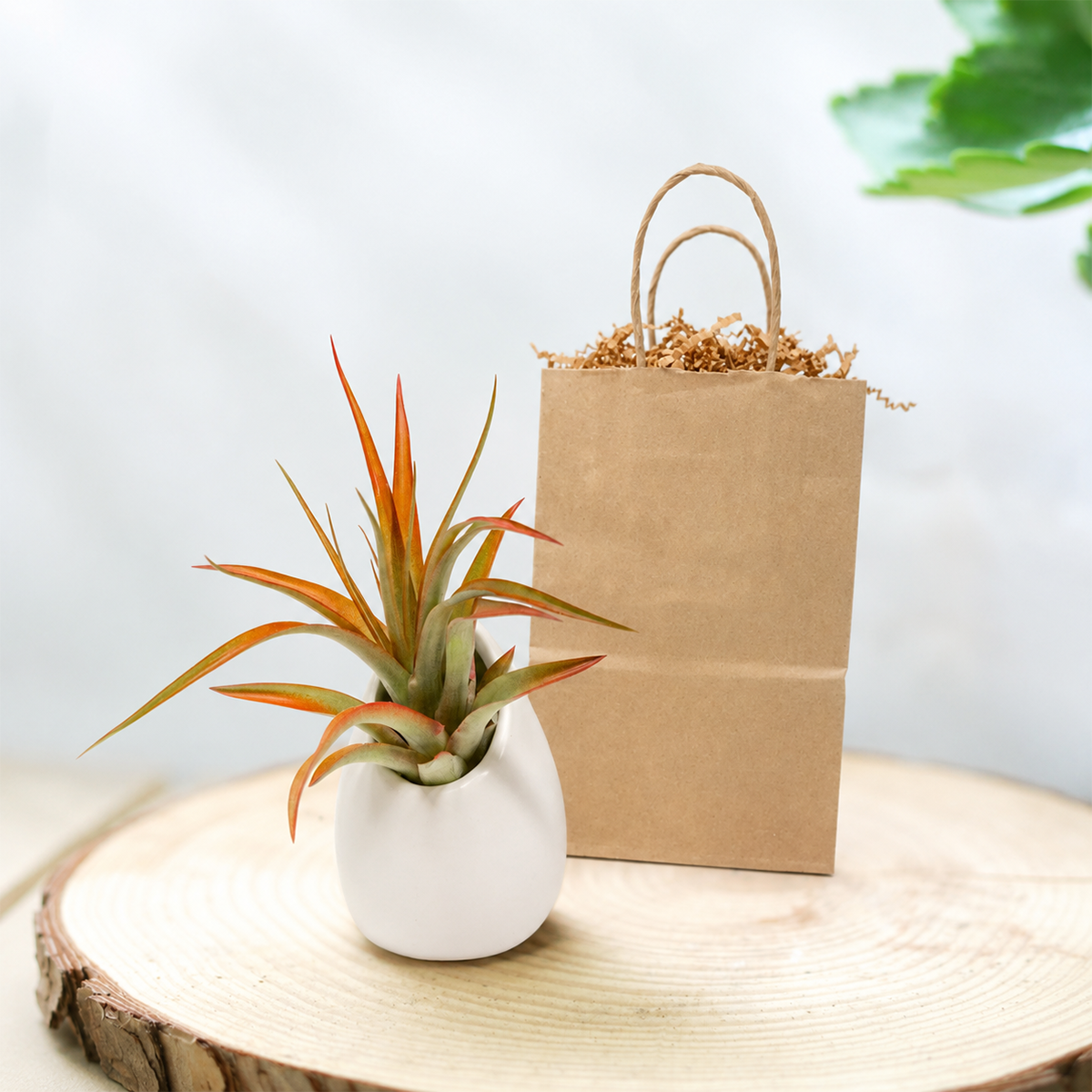 Gift Wrapped Custom Tillandsia Air Plant with Large Ivory Ceramic Vase