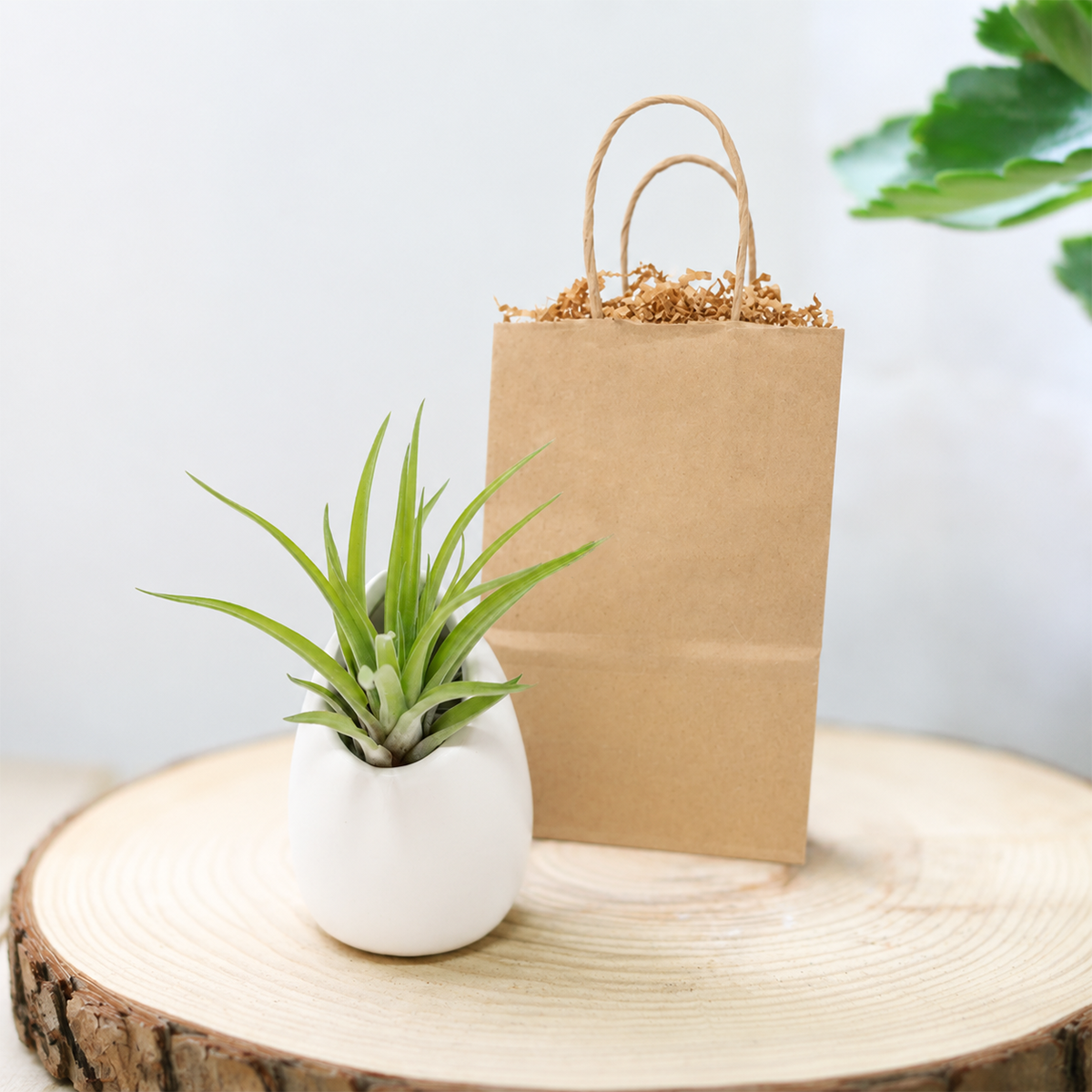 Gift Wrapped Custom Tillandsia Air Plant with Large Ivory Ceramic Vase