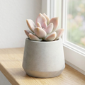 Graptoveria 'Inti Platense'