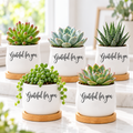 Pack of Succulent Pot - Grateful for you