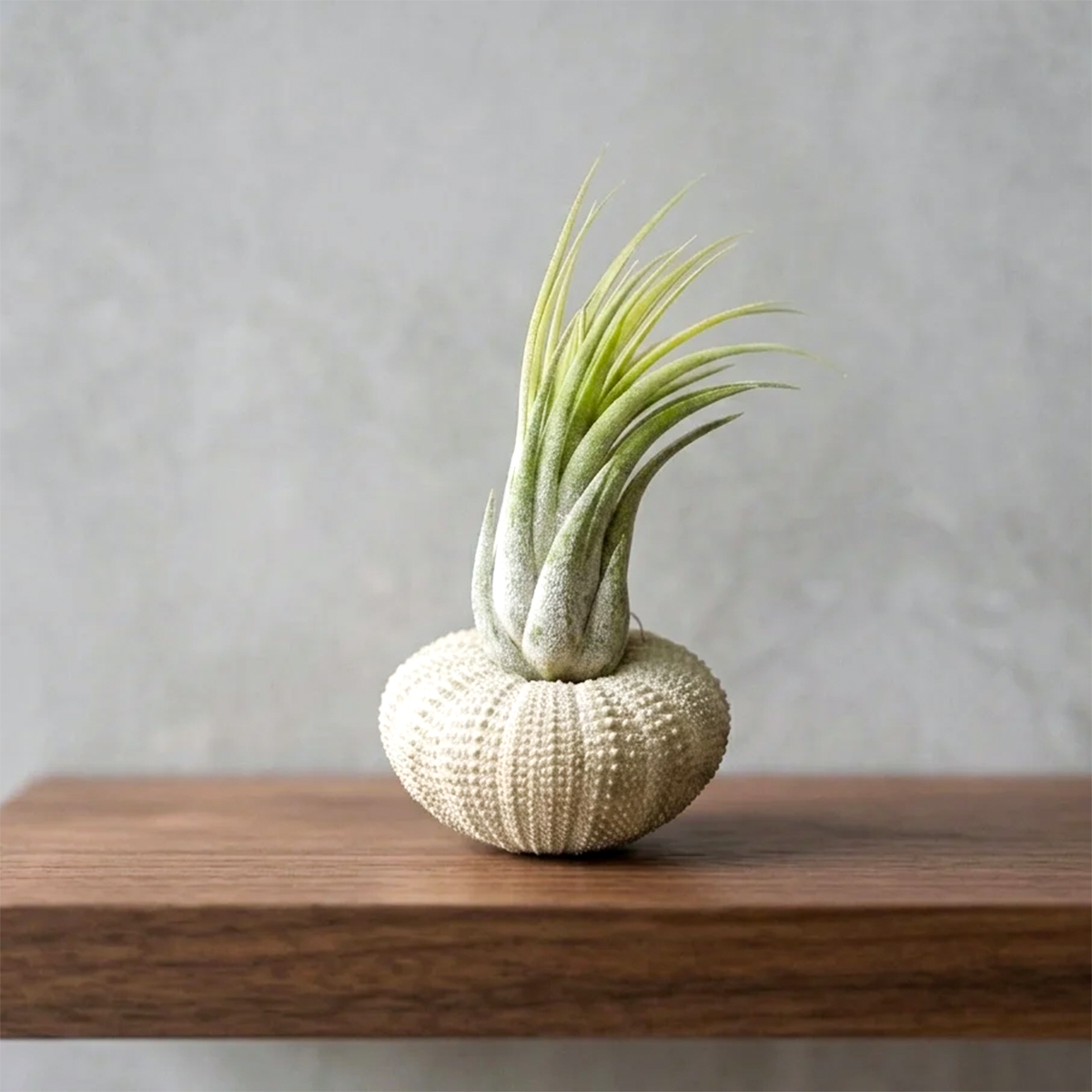 Green Urchin with Assorted Tillandsia Air Plant