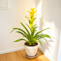 Guzmania Bromeliad 'Yellow'
