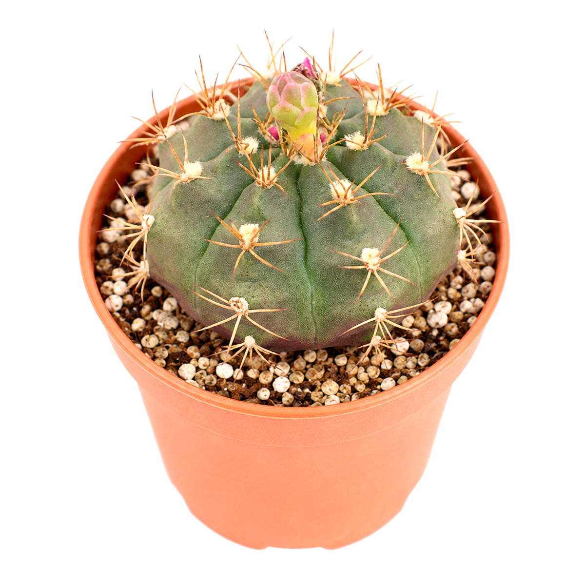 Gymnocalycium anisitsii