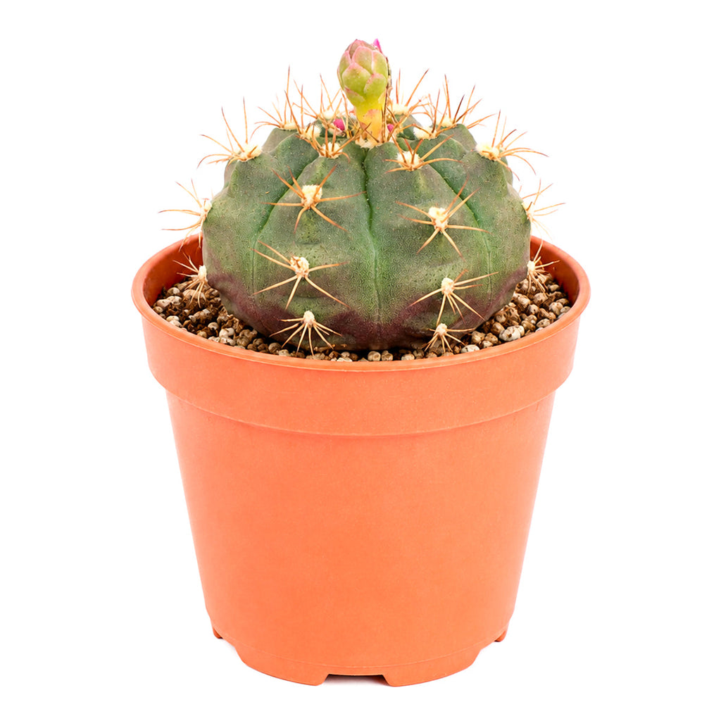 Gymnocalycium anisitsii