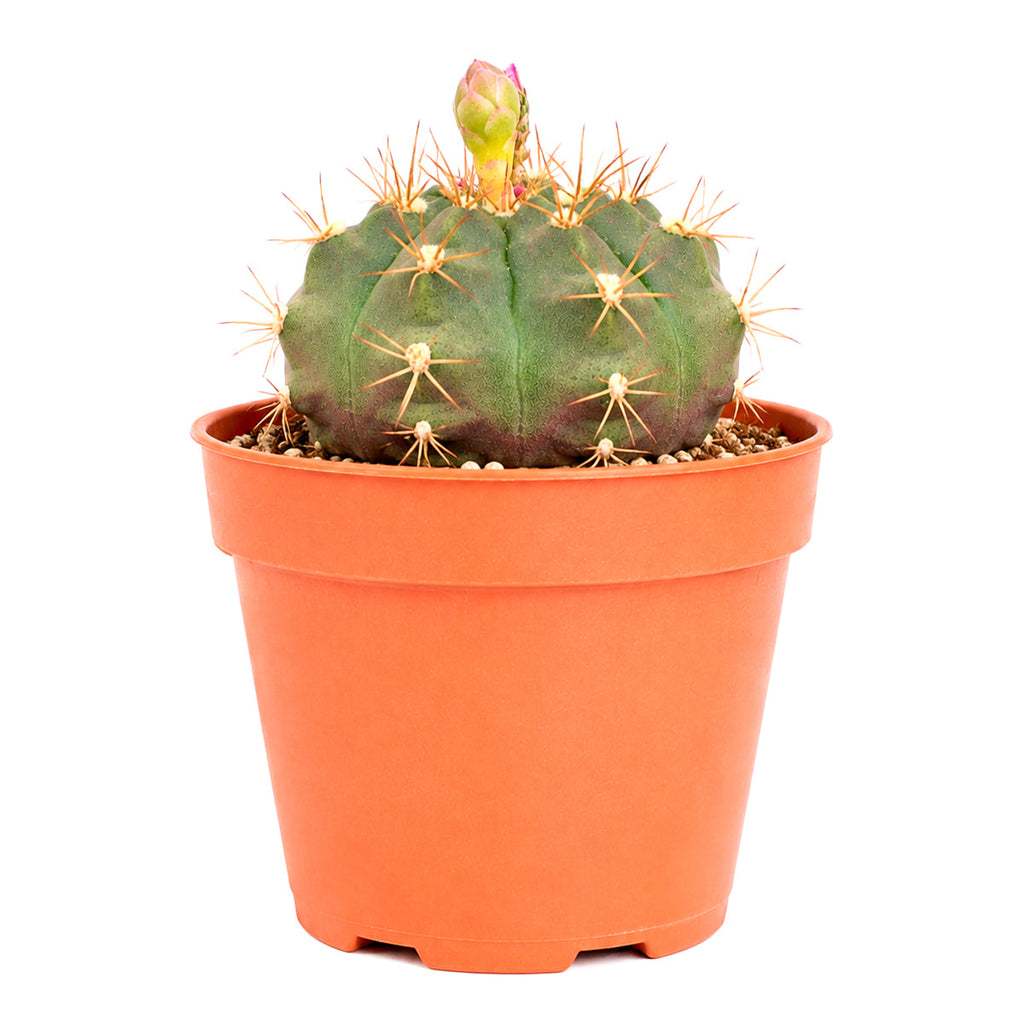Gymnocalycium anisitsii