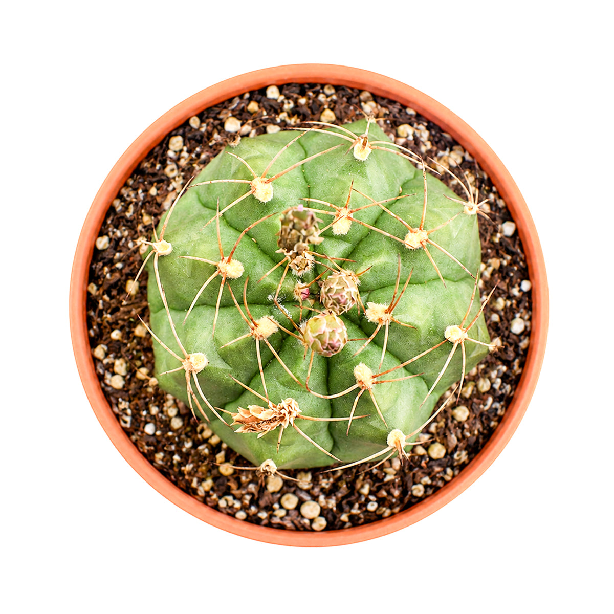 Gymnocalycium anisitsii