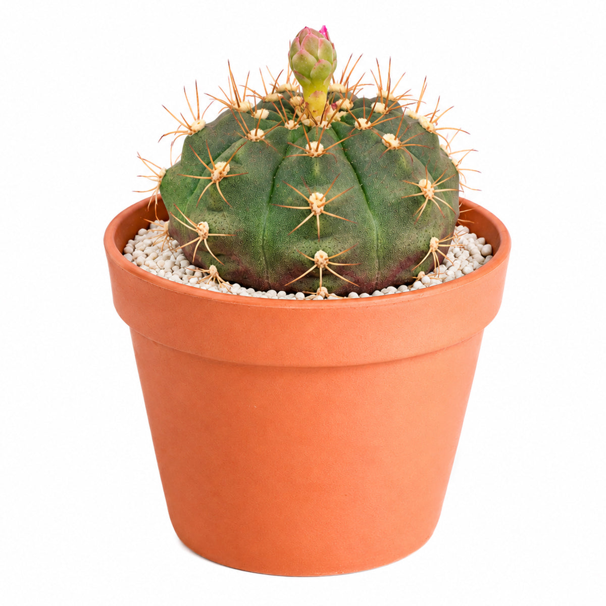 Gymnocalycium anisitsii