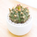 Gymnocalycium anisitsii
