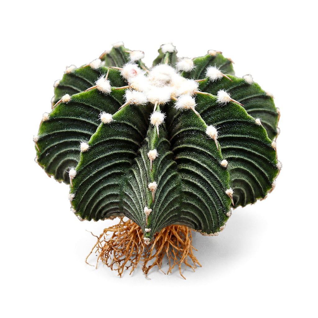 Gymnocalycium friedrichii VOS 1241