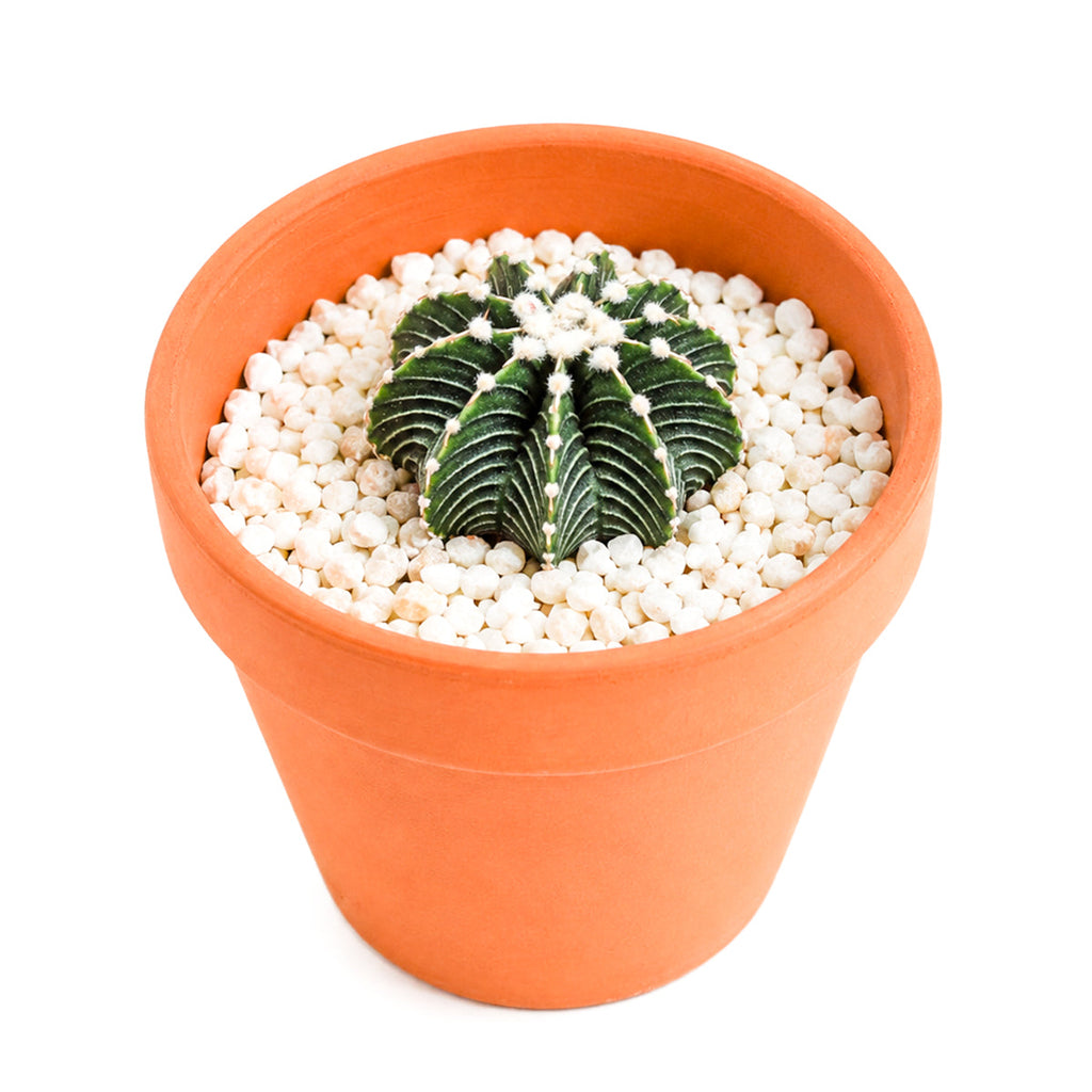 Gymnocalycium friedrichii VOS 1241