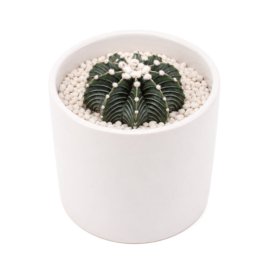 Gymnocalycium friedrichii VOS 1241