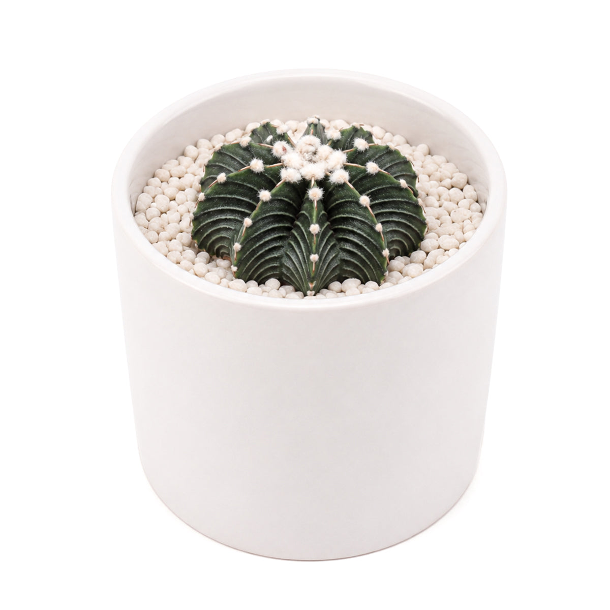Gymnocalycium friedrichii VOS 1241