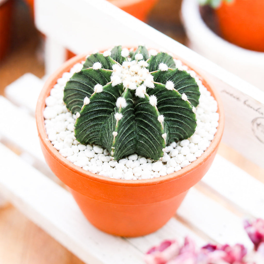 Gymnocalycium friedrichii VOS 1241