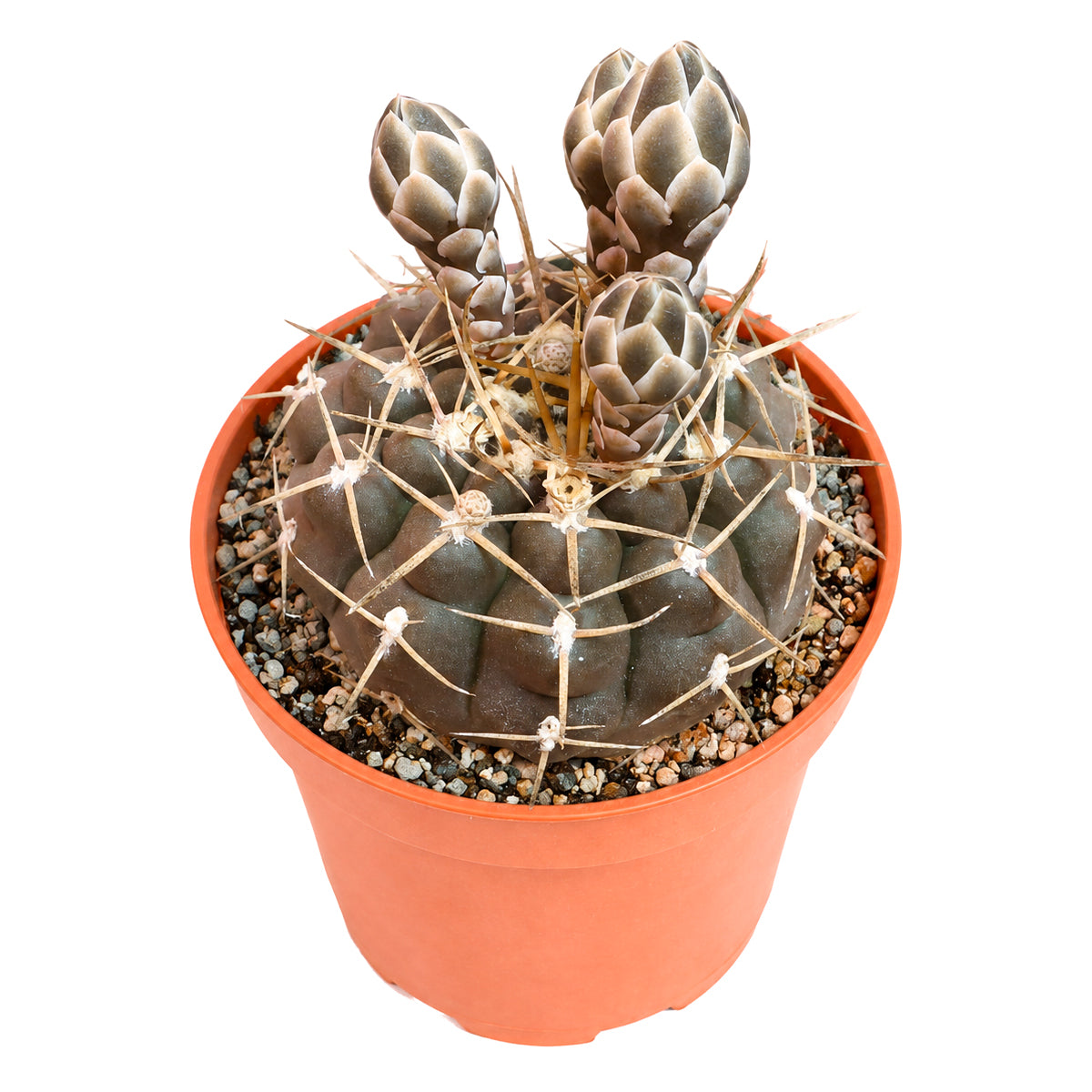 Gymnocalycium schroederianum