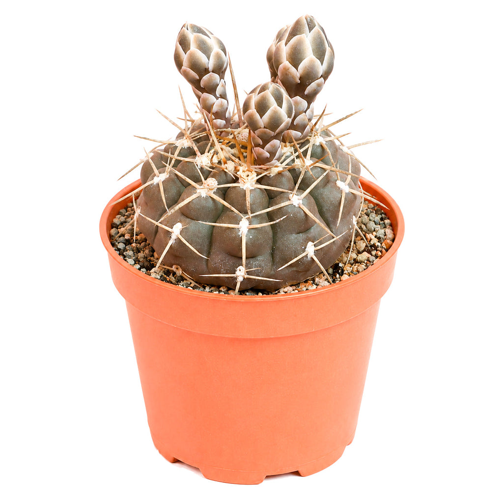 Gymnocalycium schroederianum