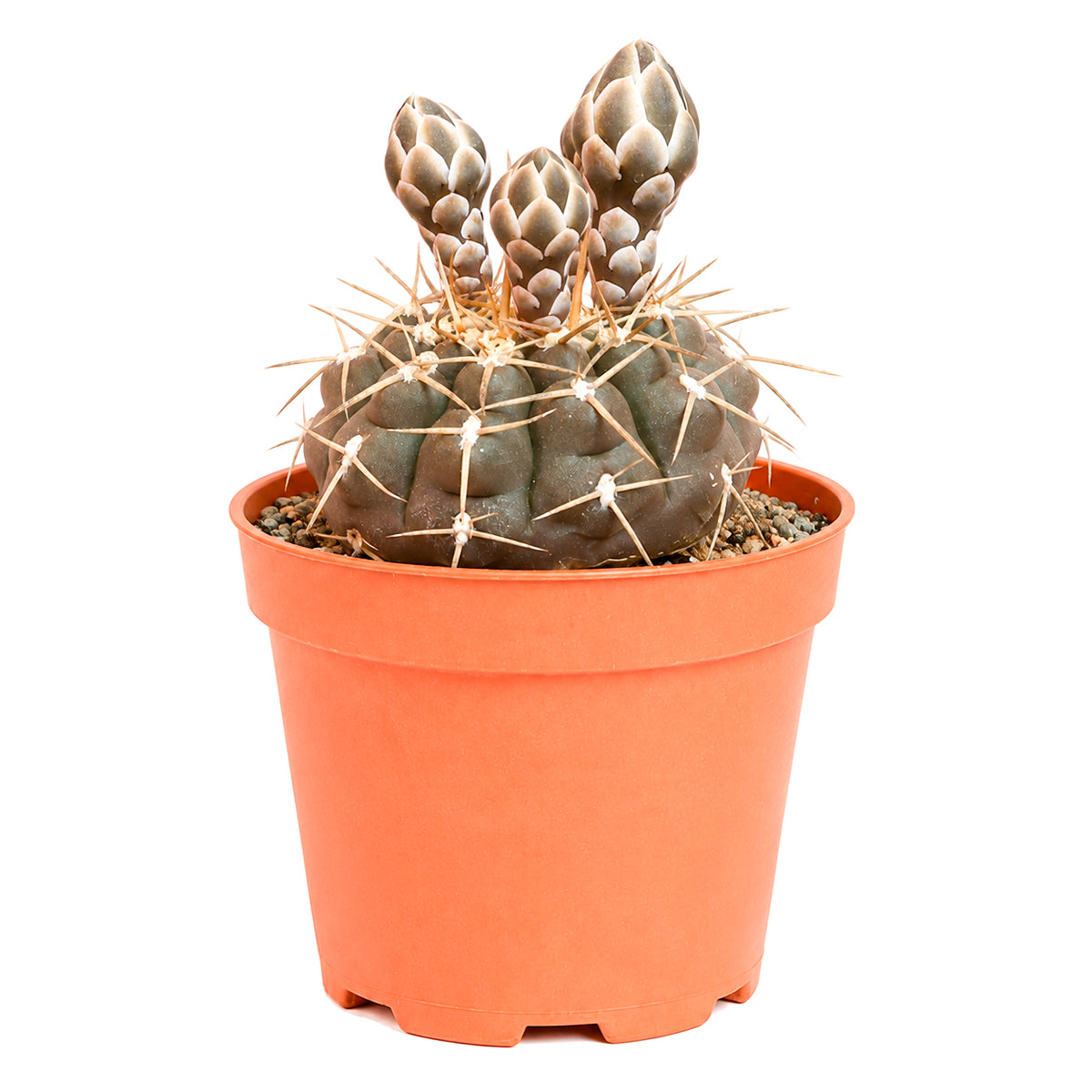 Gymnocalycium schroederianum