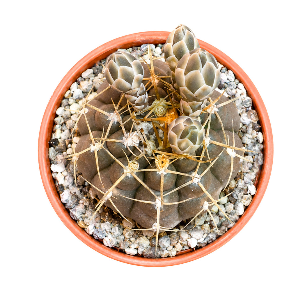 Gymnocalycium schroederianum