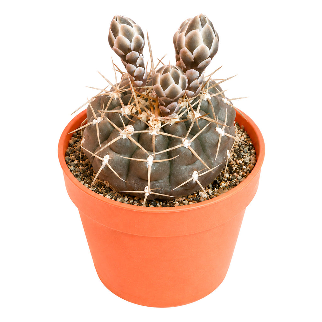 Gymnocalycium schroederianum