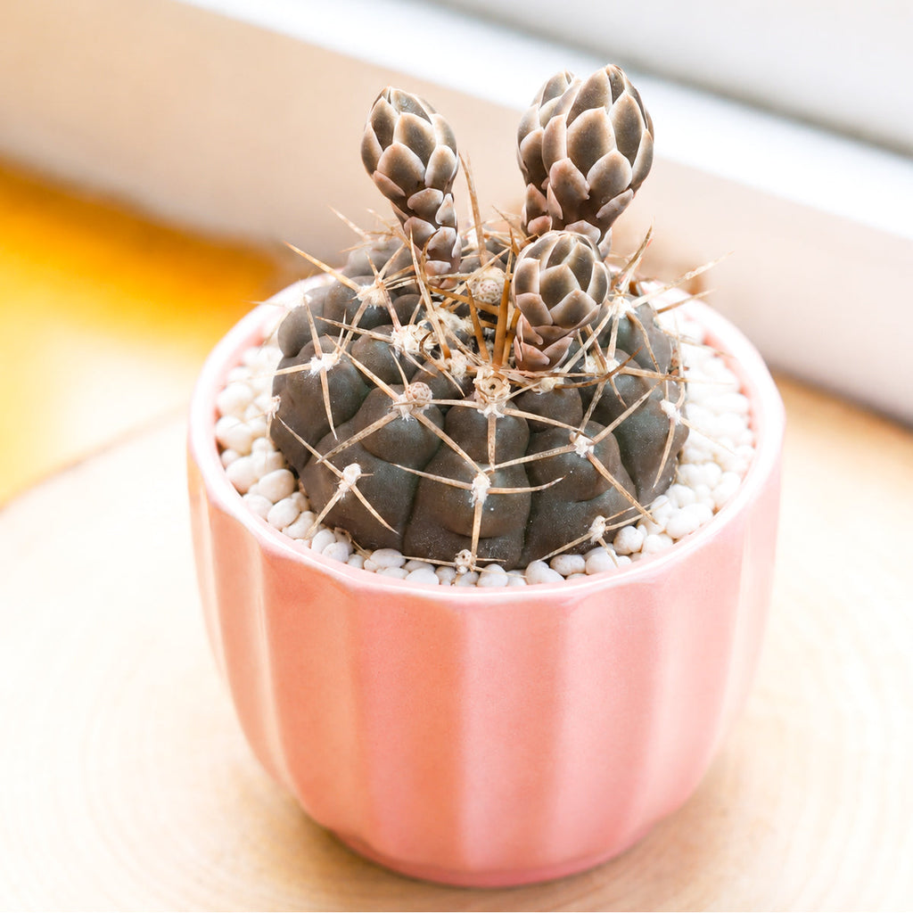 Gymnocalycium schroederianum