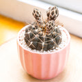 Gymnocalycium schroederianum