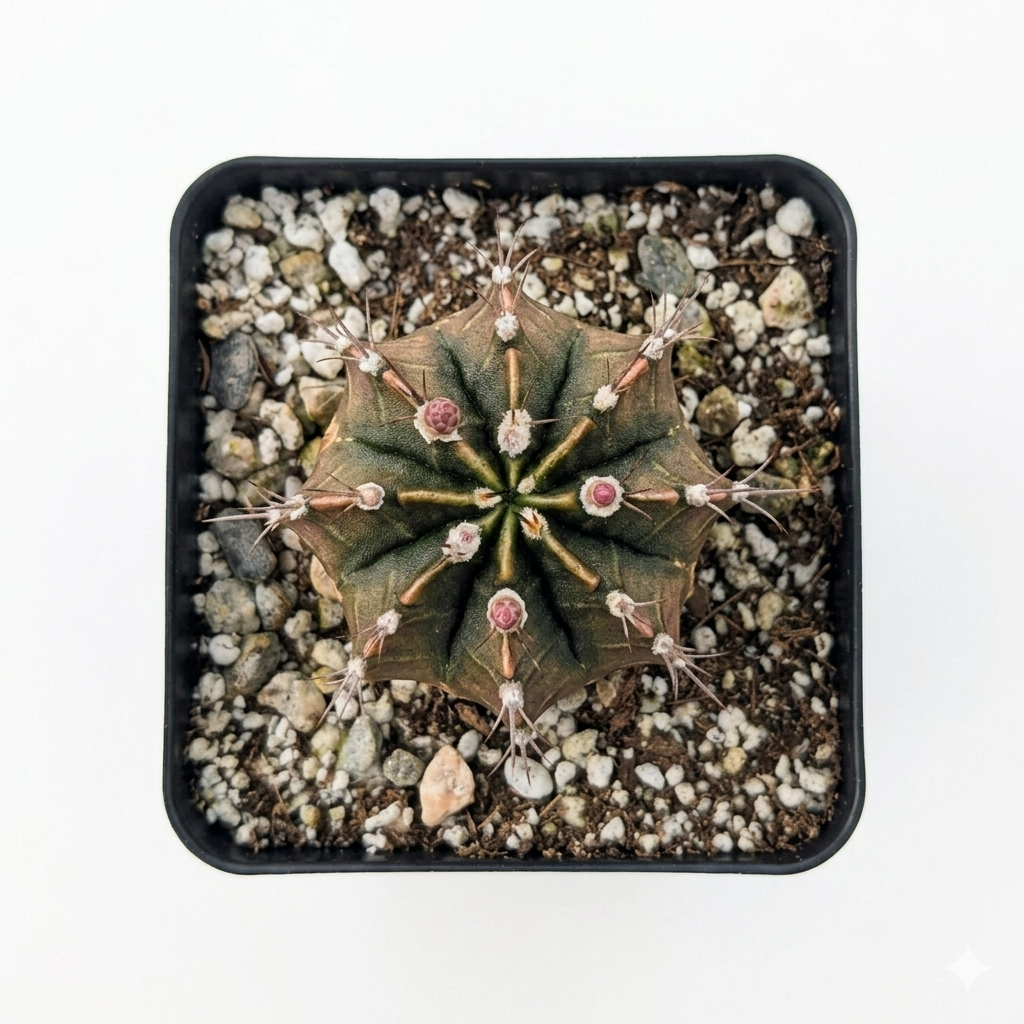 Gymnocalycium friedrichii