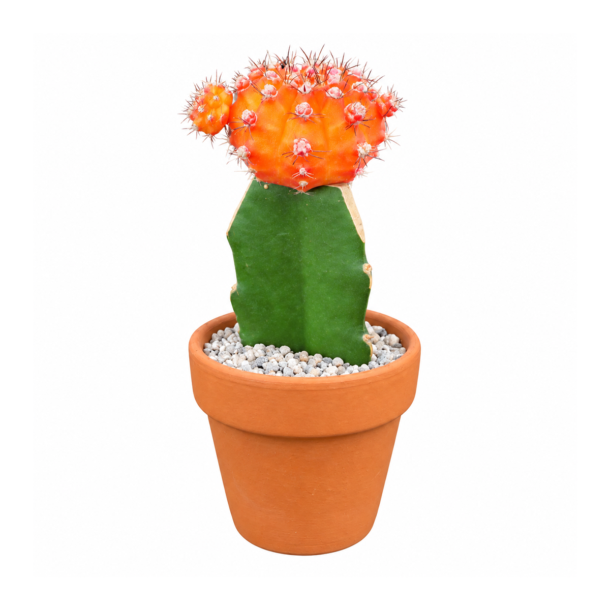 Gymnocalycium mihanovichii - Grafted Moon Cactus (Orange)