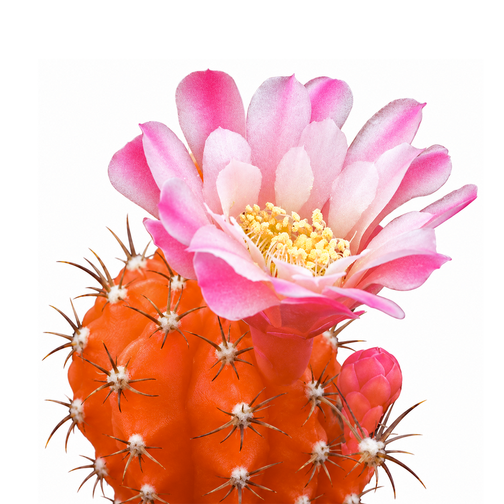 Gymnocalycium mihanovichii - Grafted Moon Cactus (Orange)