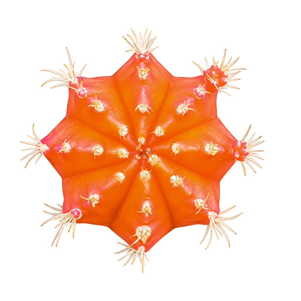Gymnocalycium mihanovichii - Grafted Moon Cactus (Orange)