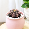 Gymnocalycium mihanovichii f. variegata 'Black Widow'