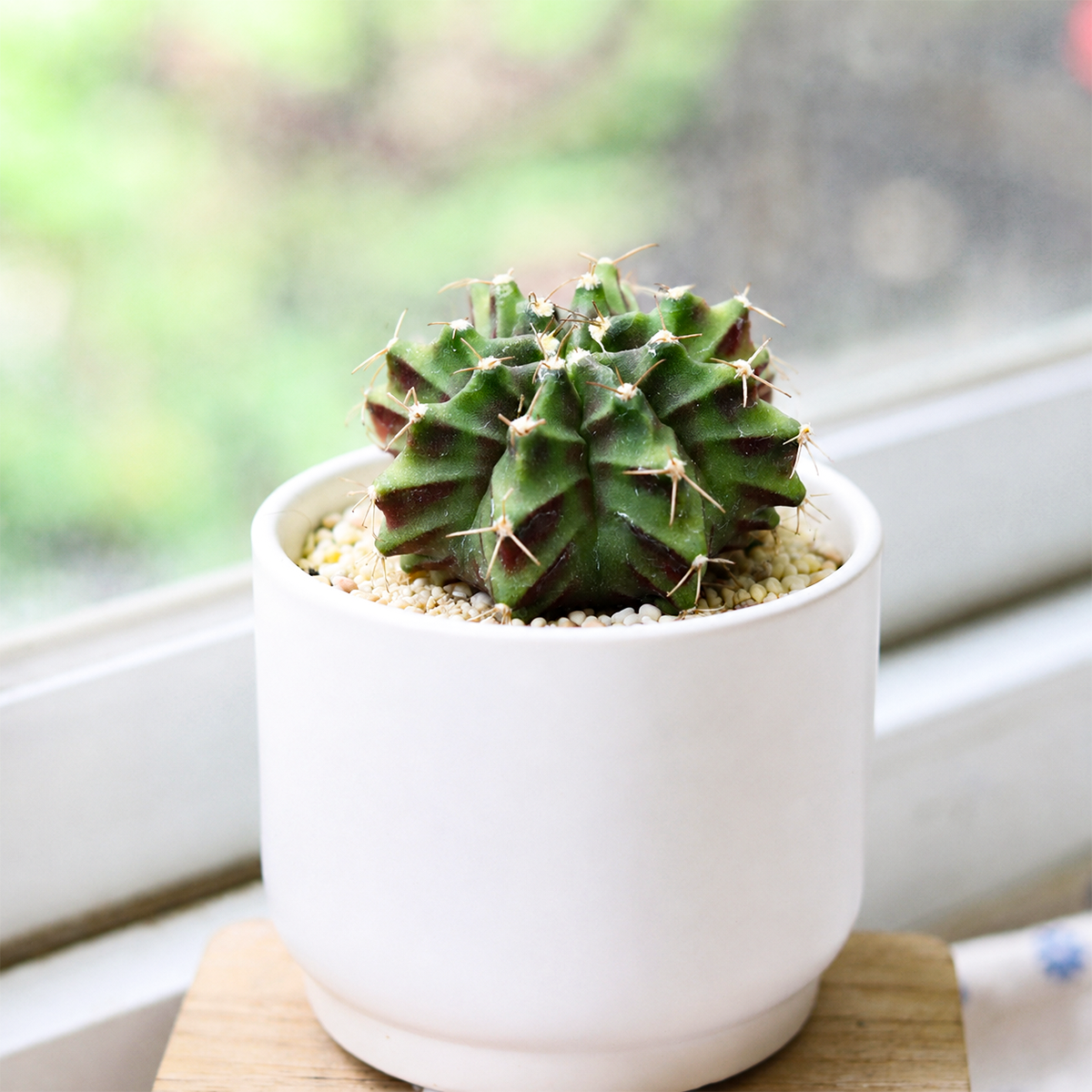 Gymnocalycium mihanovichii f. variegata 'Green'